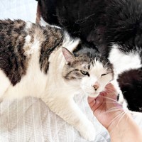 愛猫「がす」くん。羊毛フェルト作品のモデルになりました（画像提供：モリタさん）