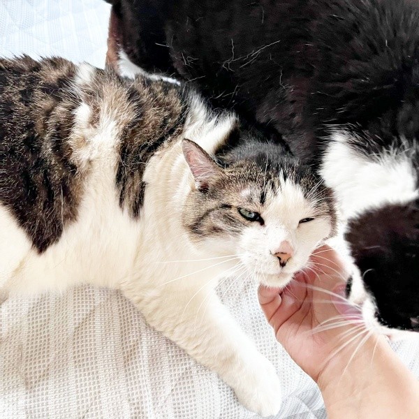 愛猫「がす」くん。羊毛フェルト作品のモデルになりました（画像提供：モリタさん）