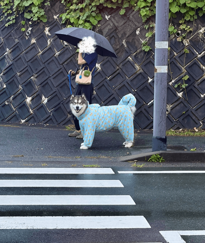 飼い主を見つけた瞬間、表情が急変。キリッからニッコリへ、変わり身の速さは、まるで信号（画像提供：アラスカンマラミュートのアルさん）