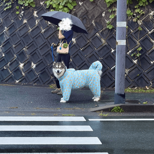 飼い主を見つけた瞬間、表情が急変。キリッからニッコリへ、変わり身の速さは、まるで信号（画像提供：アラスカンマラミュートのアルさん）