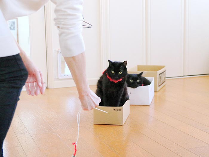 ニャンニャン列車が出発しまーす。