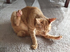 お留守番はイヤにゃの！　遠出中、部屋のまん中に抗議のアレが……茶トラ猫「ごま」