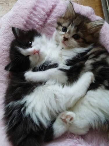 125匹の飼育崩壊から救出したラガマフィンのルナ（左）とノエル。この子たちは現場で生まれていた（亜妃さん提供）