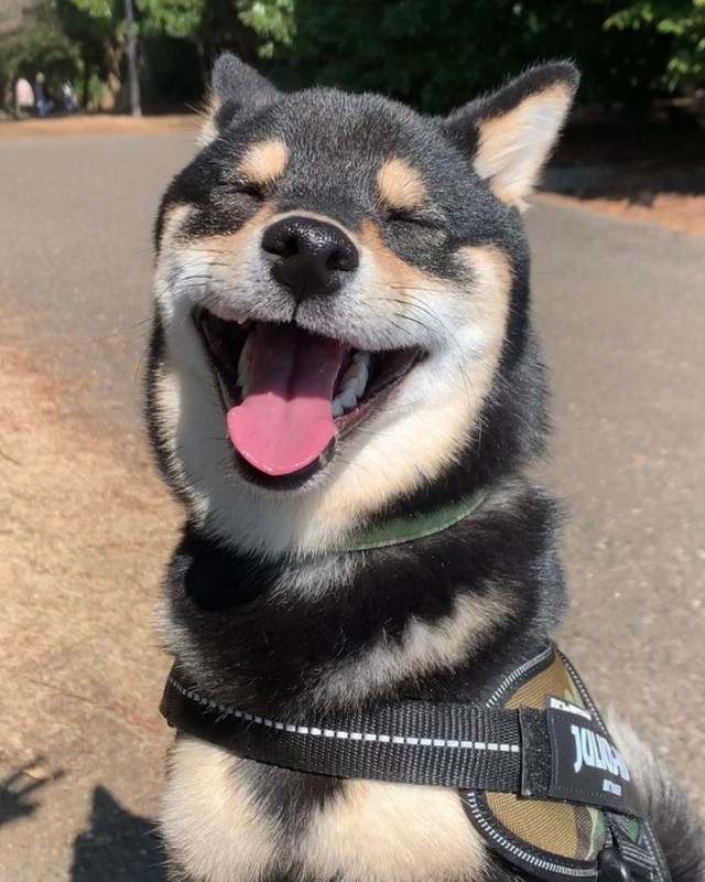 お散歩中、満面の笑みを浮かべるサスケくん（画像提供：黒豆柴のサスケさん）