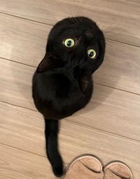 謎生物（提供：punocoさん）