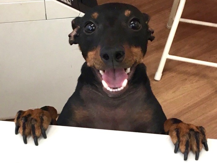 「いらっしゃいませー！」ＵＧの看板犬？（提供：ＵＧ）