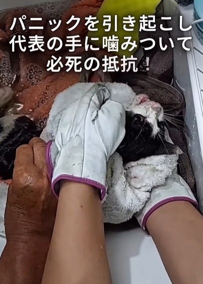 泥を落とし温めようとしたとき、パニックを引き起こし代表の手にかみついて必死の抵抗！