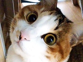 目覚まし時計とともにニャーニャー！ 猫の「うらら」