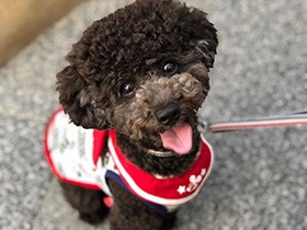 パパもうすぐ帰ってくるんだね　おとぼけ顔のトイプー「おと」