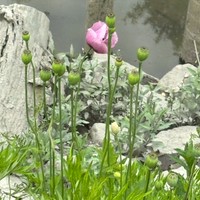 見慣れない「けし」の花を発見（画像提供：おこめつぶさん）