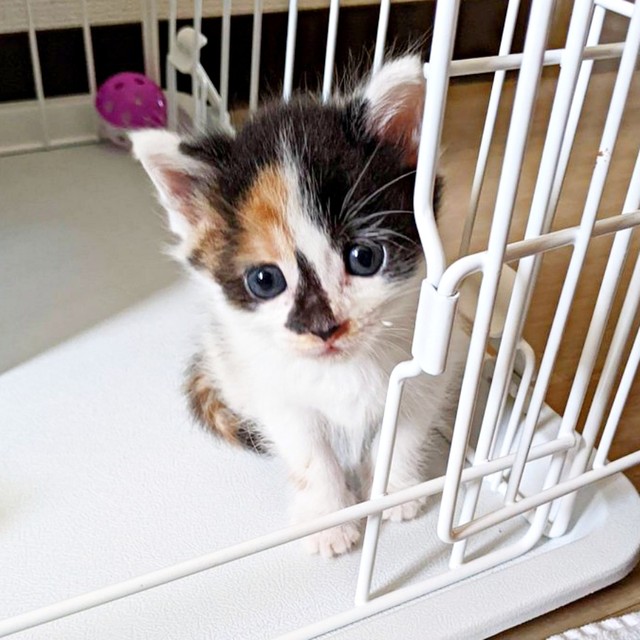 保護時、生後わずか2週間だったシナちゃん（画像提供：tobi8/8さん）