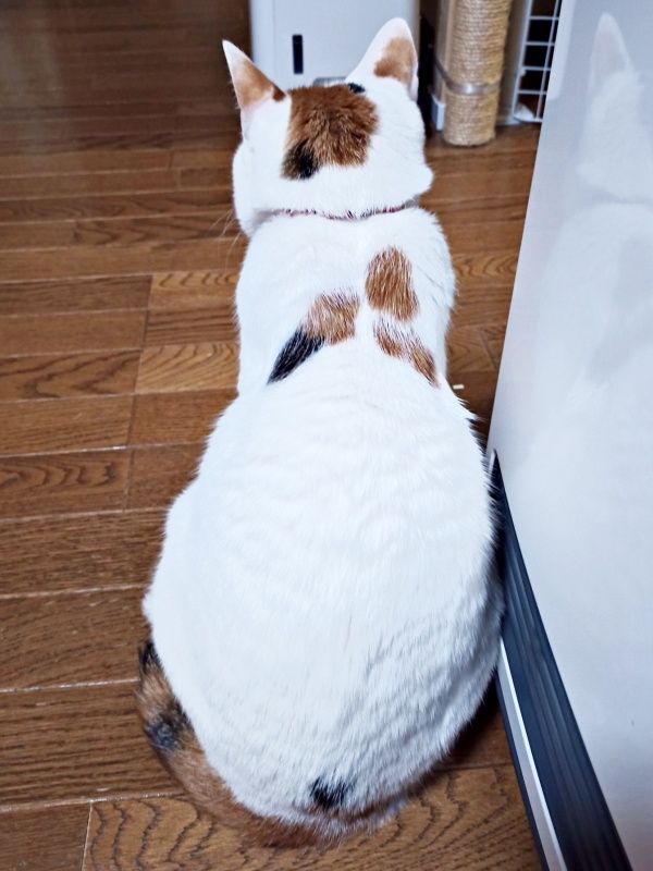 里親希望が殺到、“天使の羽”をもつ三毛猫 気難しくて、シャーシャー