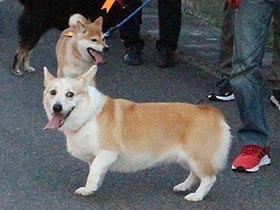 愛犬と散歩して地域パトロール　行方不明の高齢者発見にも貢献