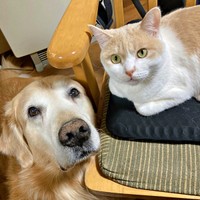 仲の良いアンバーちゃん（左）とチョムスケくん（右）（画像提供：あんしゃろちょむさん）