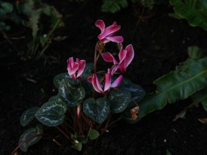 会社のトイレで泣き、浮かんだ彼の顔。恋じゃなく、羨望だと気付いた