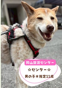 24日の譲渡会に参加予定「センター」（推定11歳）／提供：ピースワンコ・ジャパン