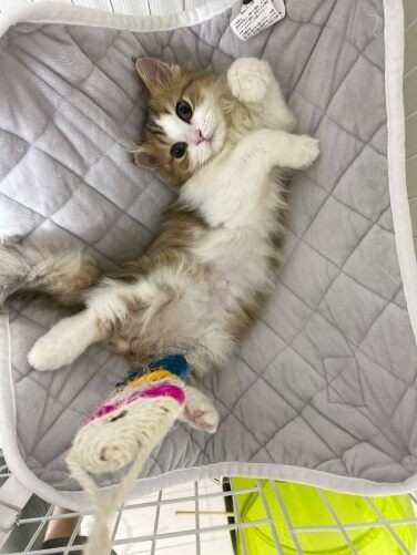 家にきたころの「マシュー」