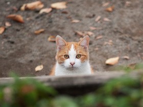 バス停で出会った小柄な茶色い猫　そばを離れず甘えてくる様子に、引き取ろうと決めた