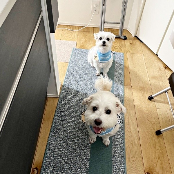 「ご飯の時間ですね？」キッチンにやってきた（手前から）プクくん、マルくん（画像提供：プクマルさん）