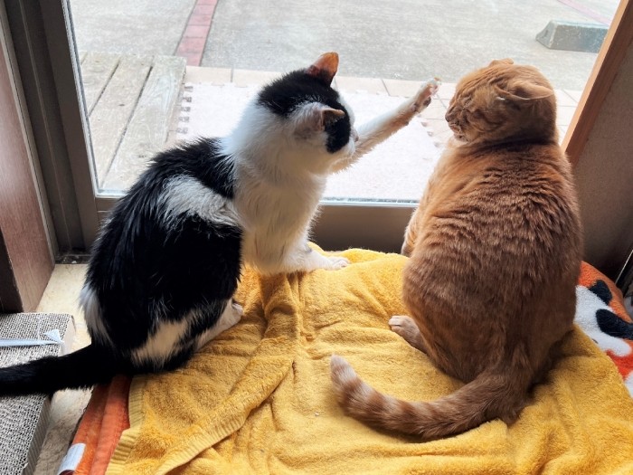 「春吉、もう少しスペースあけろや」とポカリ（美樹さん提供）