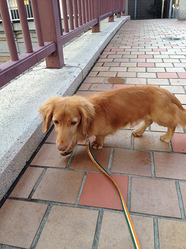 こちらは小さな怪獣「ルクリ」