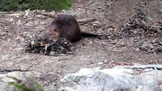 ブルドーザーのように大量の落ち葉を運びます（動画よりキャプチャ／提供：高知県立のいち動物公園）