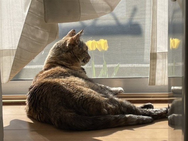 1ヶ月ほど前には、普通に日向ぼっこを楽しんでいた