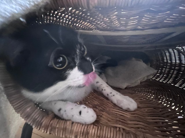 ワンコの気持ちになってみた=ふれあとカン吉さん（@flare20200523）提供