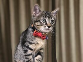 50gの超未熟児だったキジトラ「SUN」　生命力のすごさを教えてくれた奇跡の猫　