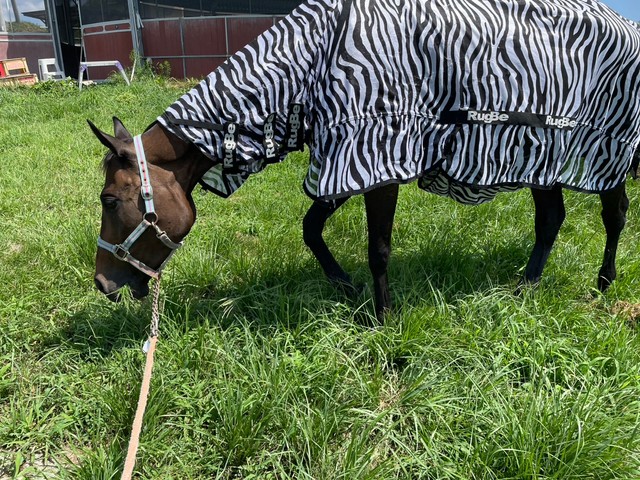 虫よけ対策でシマウマ模様のカバーをかけられる馬：岡山乗馬倶楽部