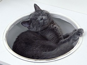 アクリルドームのベッドで肉球ひんやり　ブリショーの「スイ」