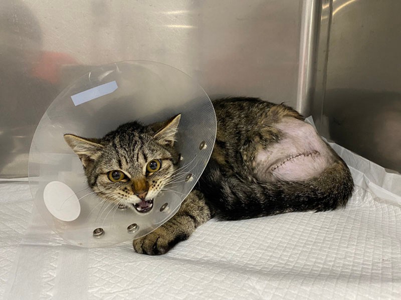 病気やけがをした猫が安心して暮らせるように（ちよだニャンとなる会提供）