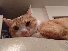 うたた寝から目覚めたら目が合った　保護猫の「モモ之介」