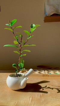 プロモーションのように美しく絵になる急須で育てるお茶（提供：ぽたろうの家庭菜園HACKさん）