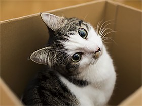 首をかしげる、体を舐める…　猫らしいしぐさも病気のサインかも