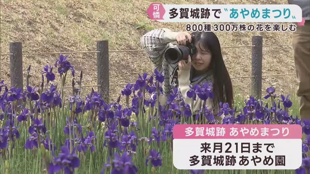 色とりどりのアヤメやハナショウブ　宮城・多賀城跡あやめまつり