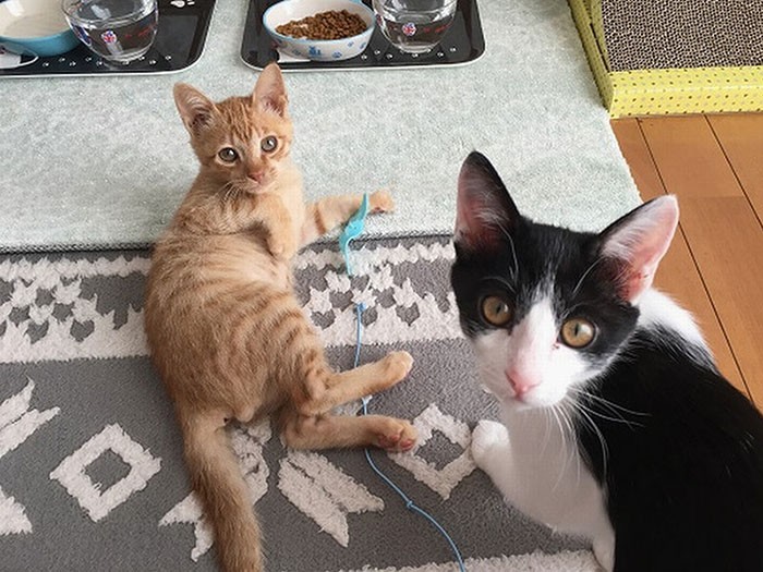 ただそこにいるだけで可愛い。サスケくん（左）と先住のひたちくん