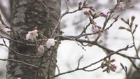 岡山でサクラ開花　平年より3日、前年より3日早い開花
