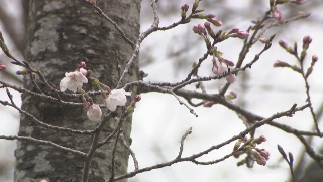 岡山後楽園　岡山・北区　午後2時半ごろ