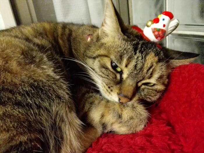 雅子さん宅に来てからは本領発揮「なに見てんのよ」（雅子さん提供）