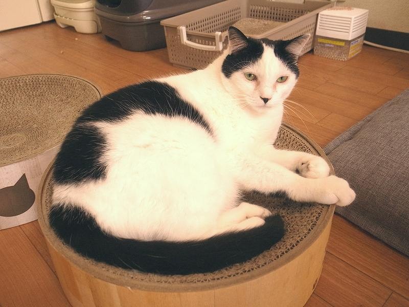 背中もきれいになったナヴィちゃん