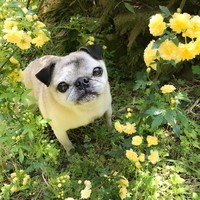 まるで“妖精”のような雰囲気を醸し出すことがあるというめーくん（提供写真）