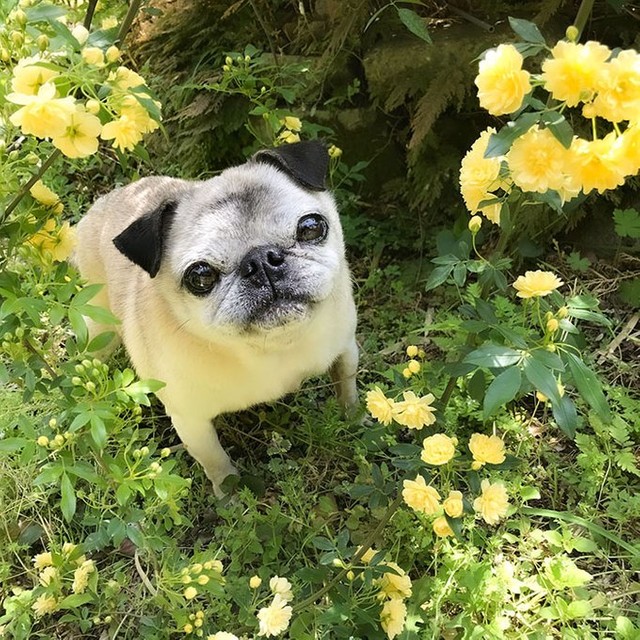 まるで“妖精”のような雰囲気を醸し出すことがあるというめーくん（提供写真）