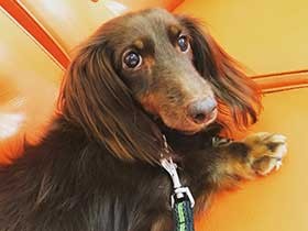 サロンのソファで待ってるよ　ミニチュアダックスの「チェス」