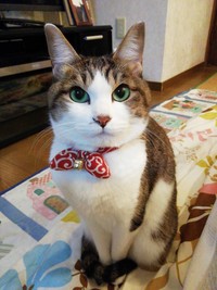 ブルーグリーンの瞳が素敵なサブちゃん（画像提供：KIYOKOさん）