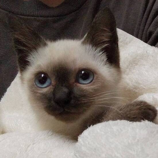 「そういうわけで、ヘルバ園の園児や卒業生はいっぱい幸せになってるの。凜ちゃんもなの」（亜妃さん提供）