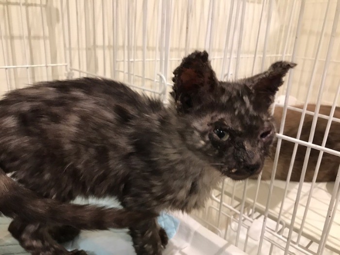 Amazonから届いたケージ入る「イボンヌ」。皮膚病も快復しつつある