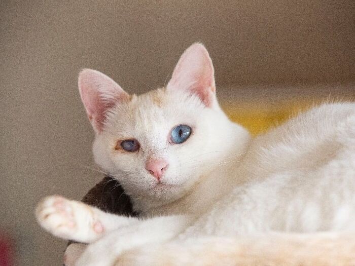 ブルーの瞳が美しい