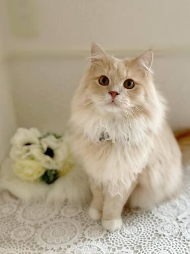 心太郎（こたろう）