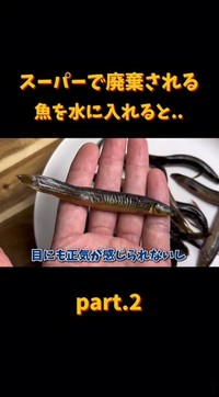 スーパーで廃棄される予定だったドジョウ。乾いて動かなくなったが…（「エマスちゃんねる / EMAS CHANNEL」さん提供、Instagramよりキャプチャ撮影）
